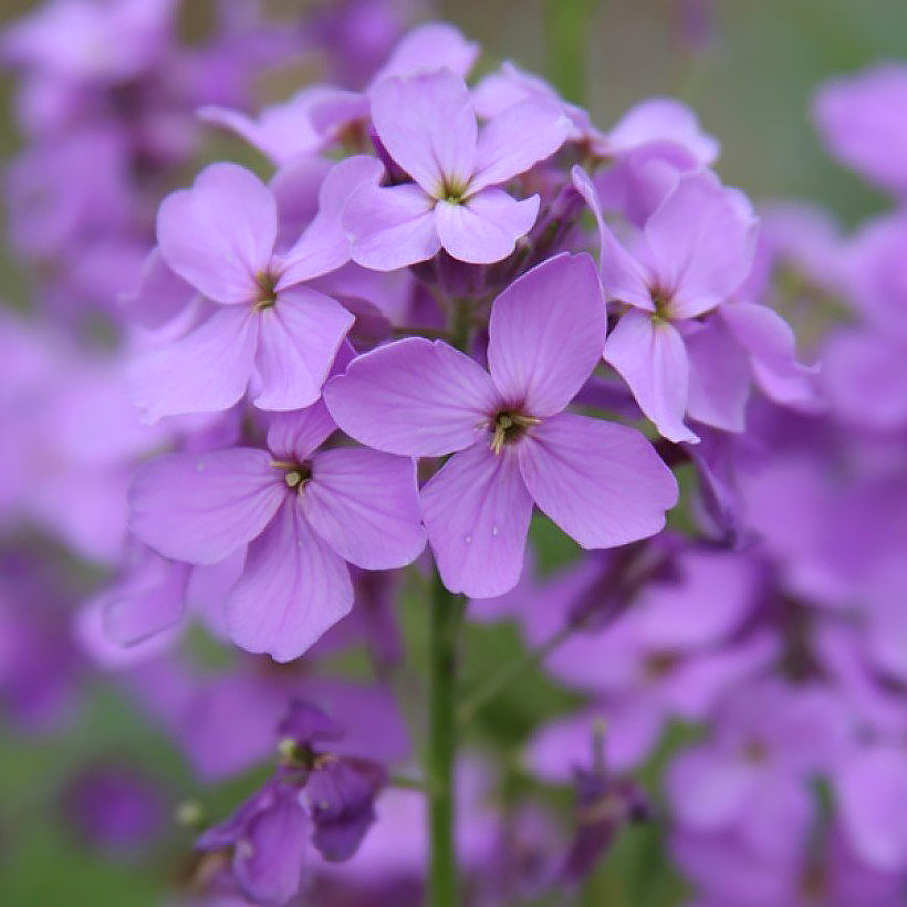 Lunaria