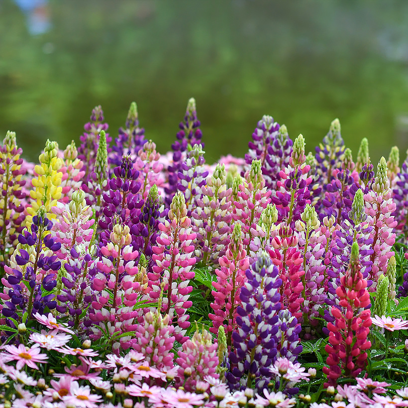 Lupinus - Lupin