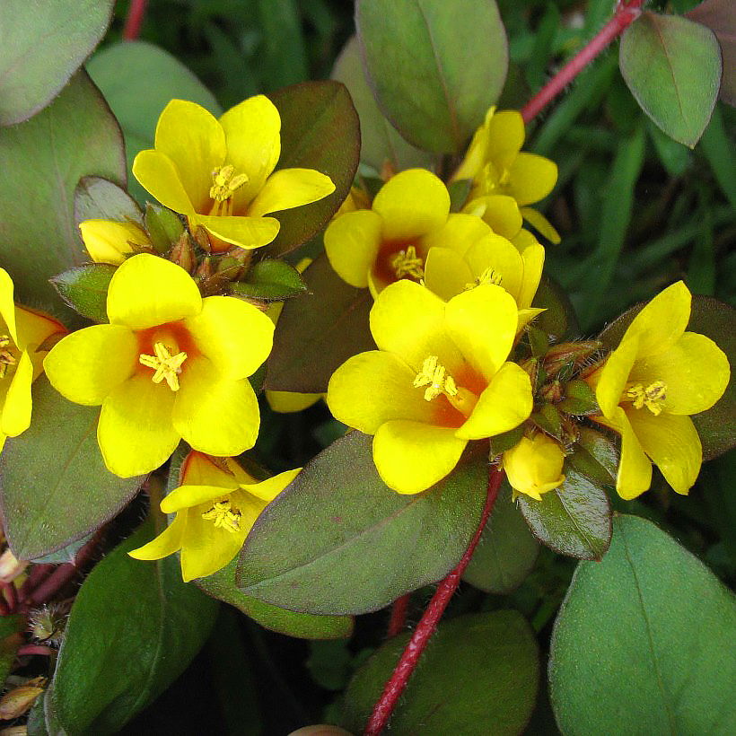 Lysimachia