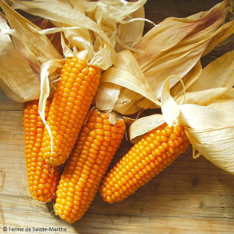 Sweetcorn