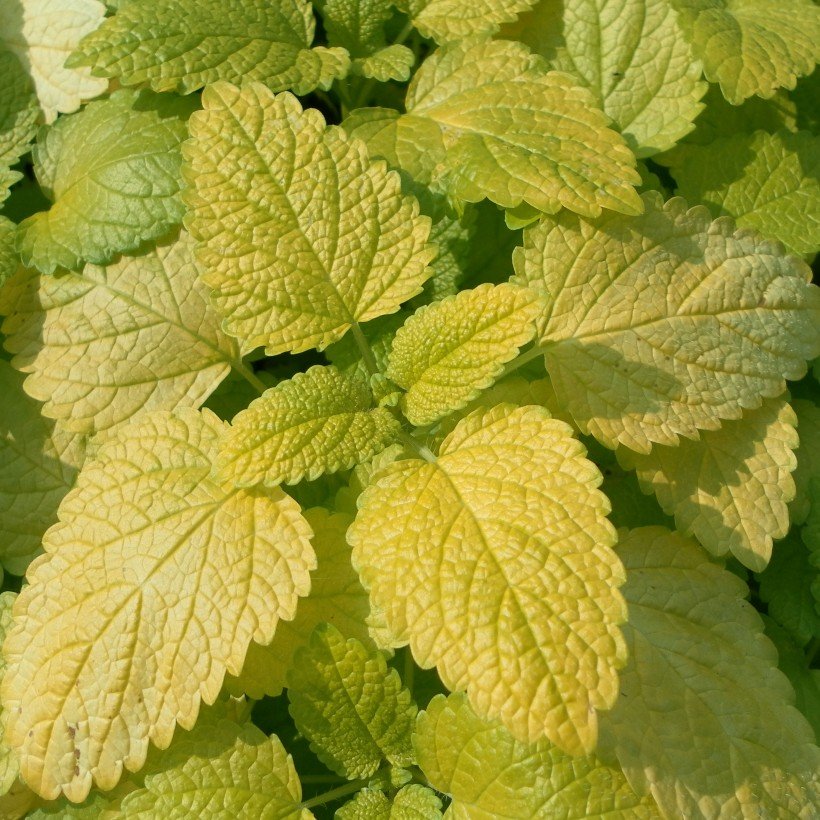 Lemon balm