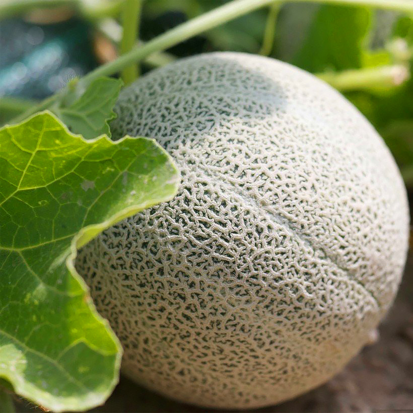 Melon