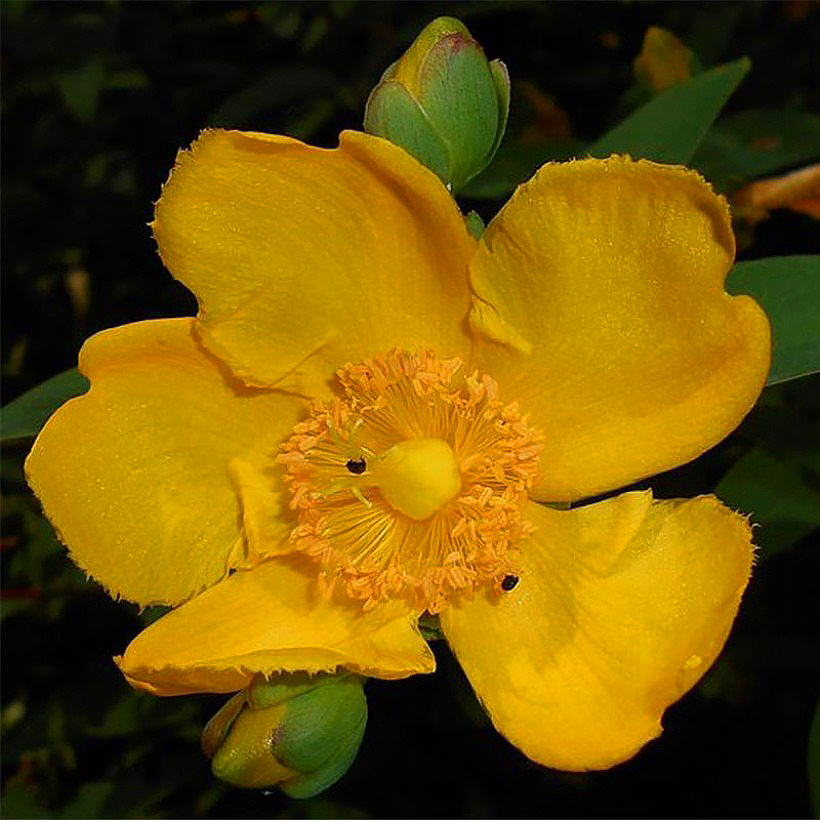 Hypericum - St.John's Wort