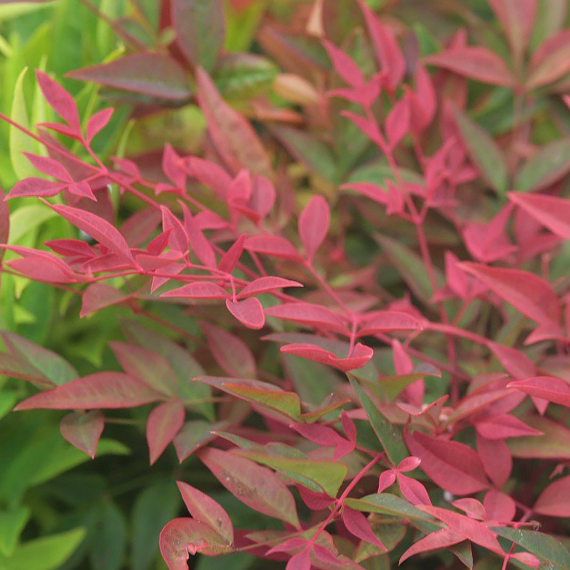 Nandina