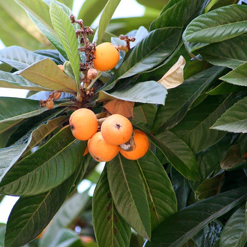 Medlar trees