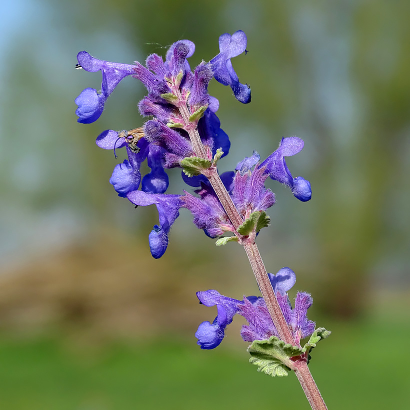 Nepeta - Catnip