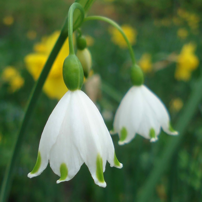 Leucojum - Snowflake