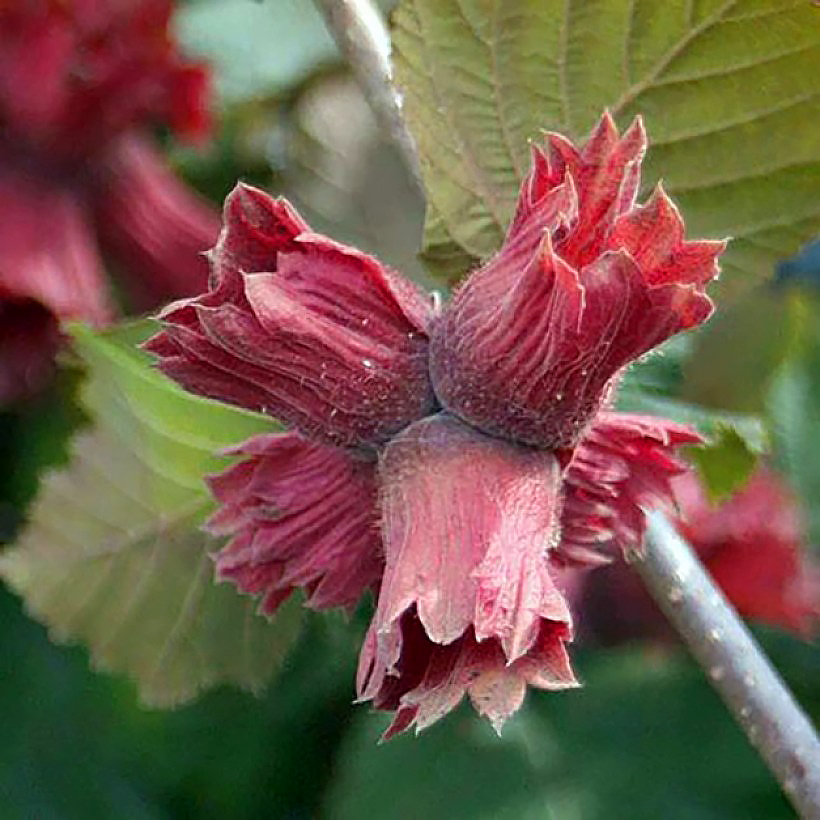 Corylus - Hazelnuts