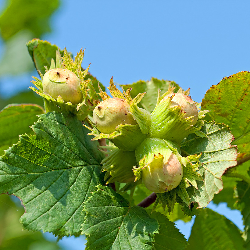 Fruit-bearing Hazelnut trees