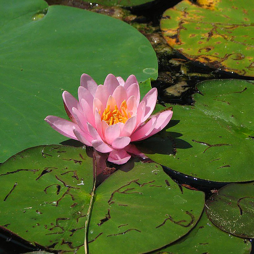 Nymphaea - Water Lilies