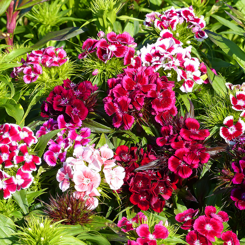 Sweet William