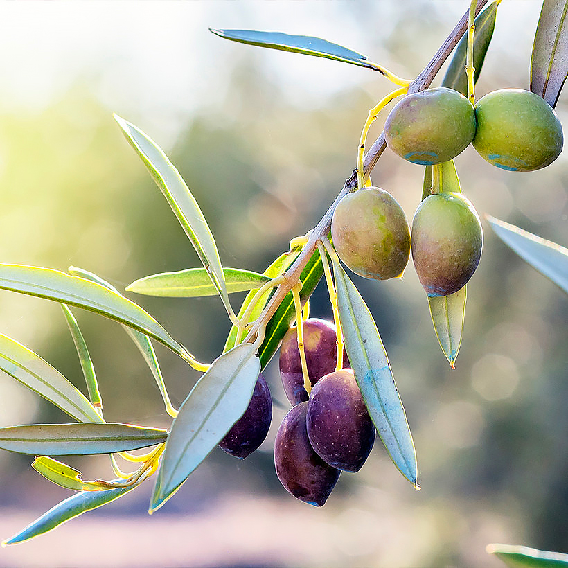 Olive trees