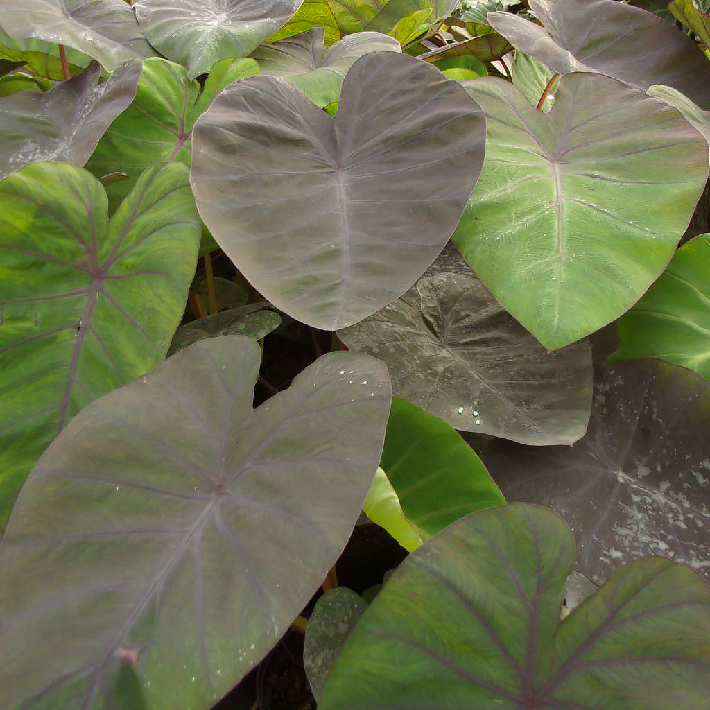 Elephant ears - Colocasia and Alocasia