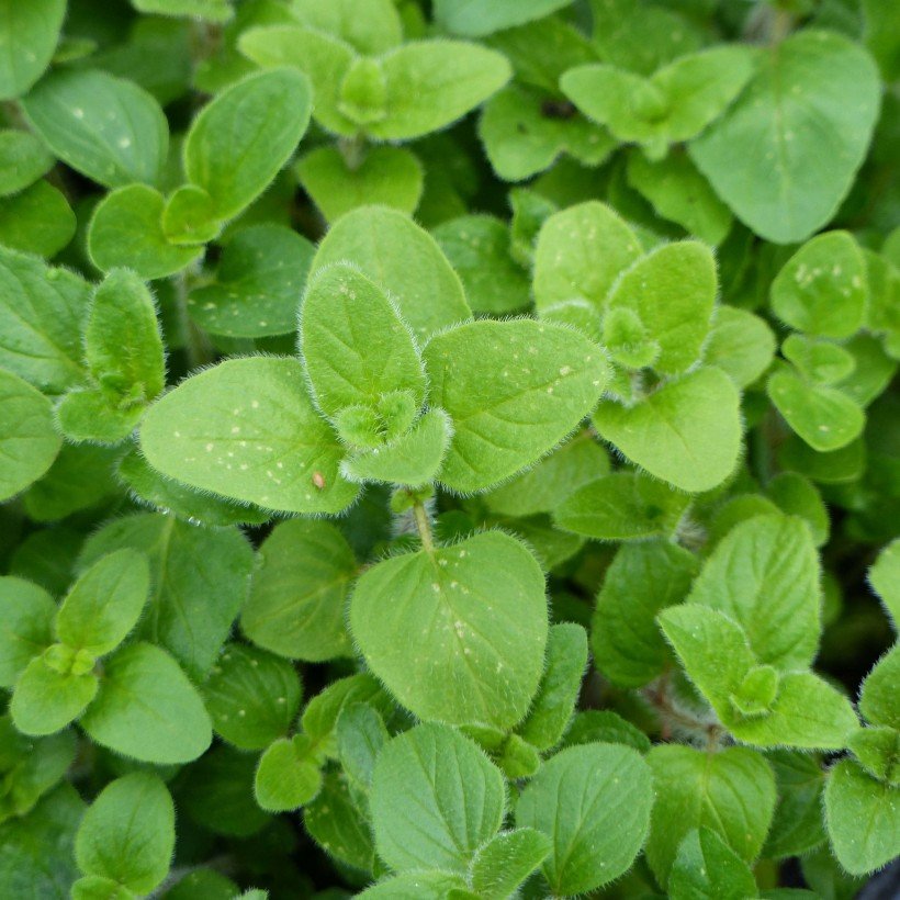 Oregano Marjoram