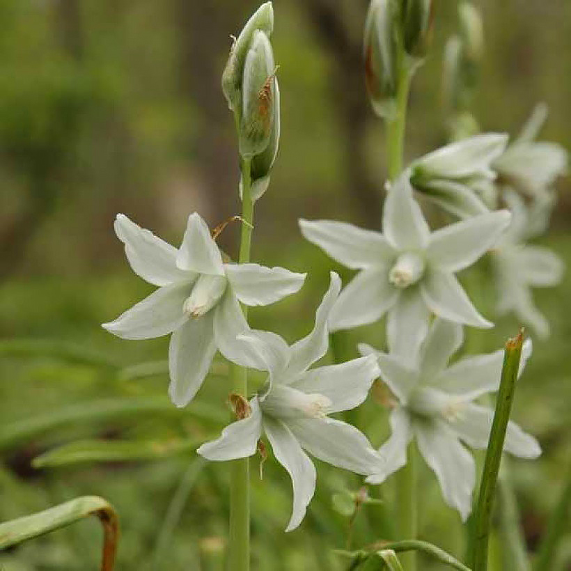 Ornithogalum