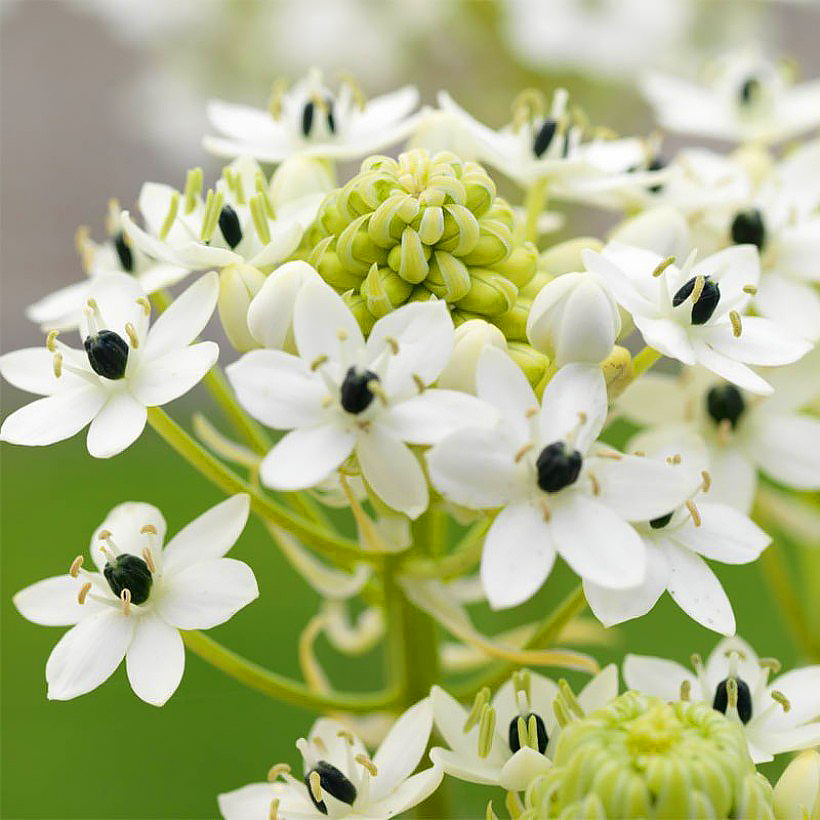 Summer Garden Star-of-Bethlehem