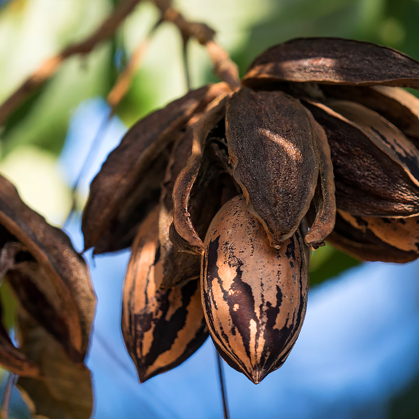 Pecan trees