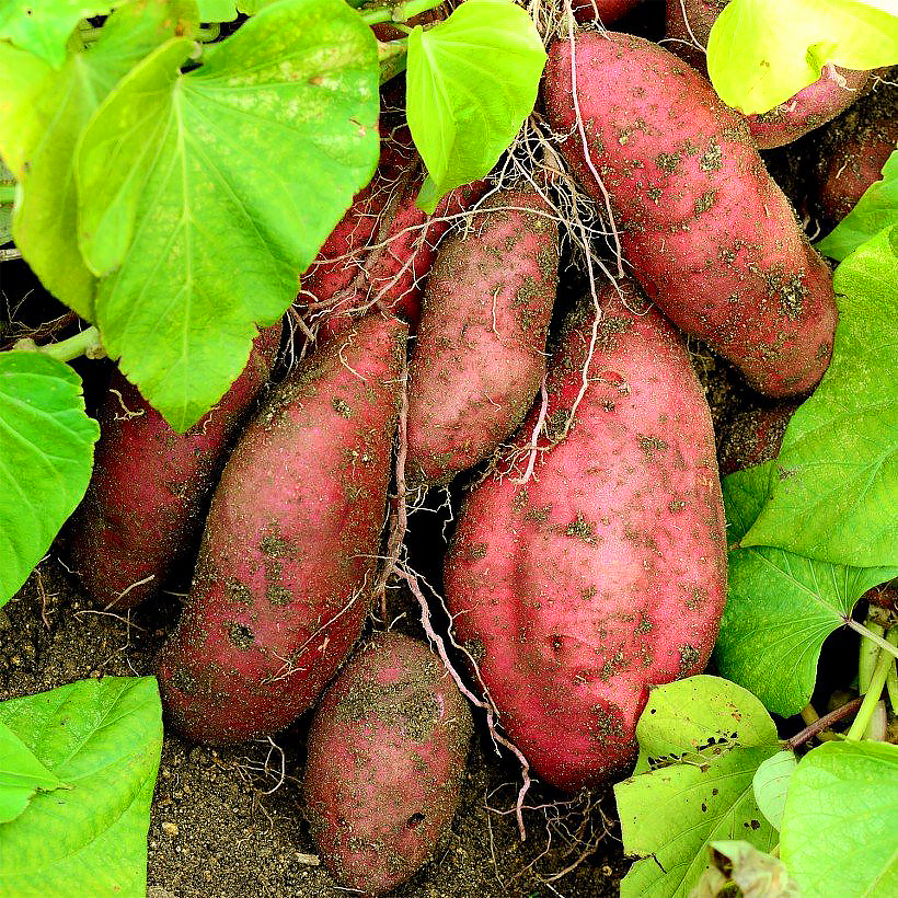 Sweet Potatoes