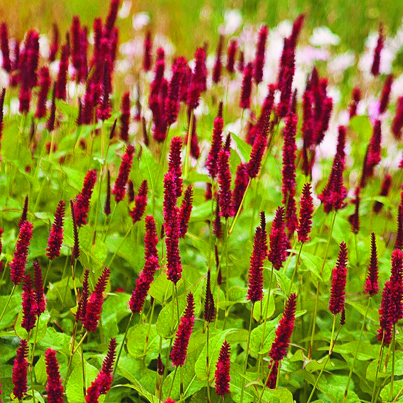 Persicaria