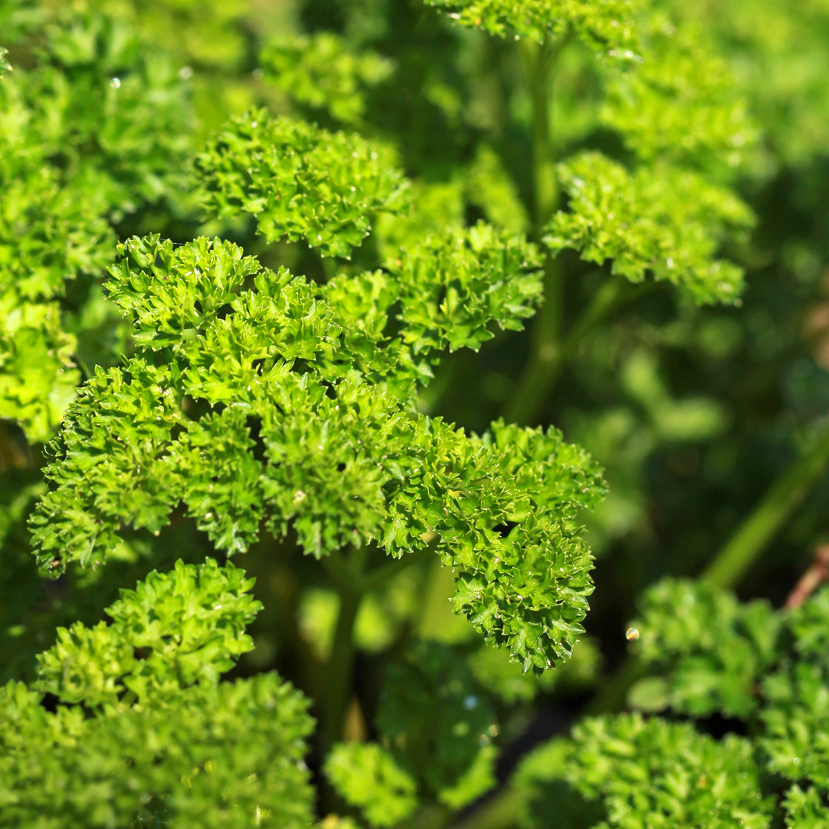 Parsley