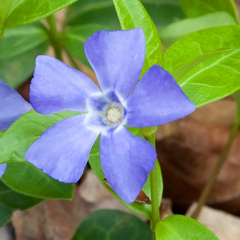 Vinca - Periwinkle