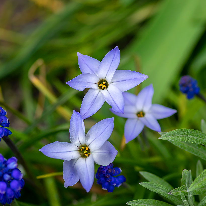 Dwarf spring bulbs