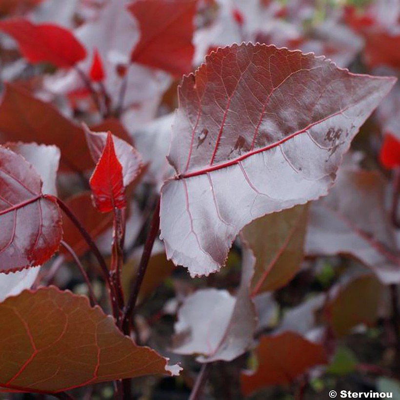 Populus - Poplar