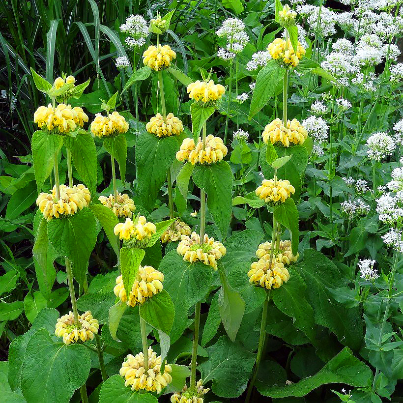 Phlomis - Hardy Jerusalem sage