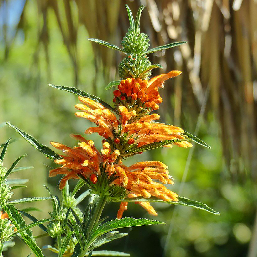 Phlomis - Bushy Jerusalem Sage