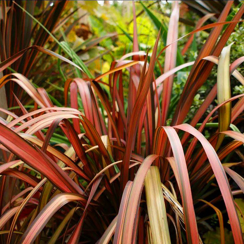 Phormium