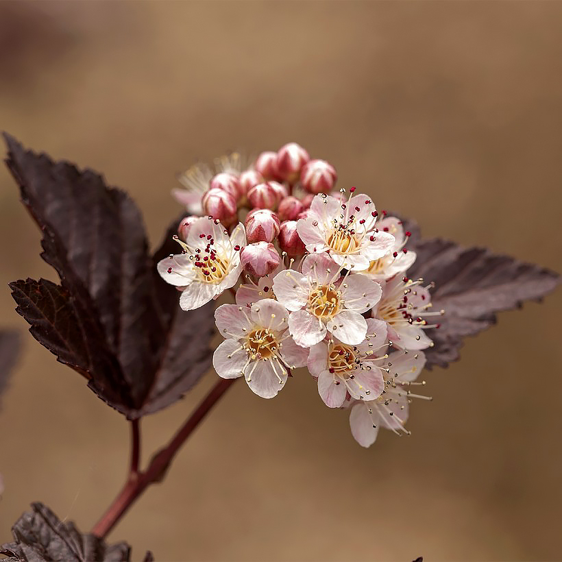 Physocarpus