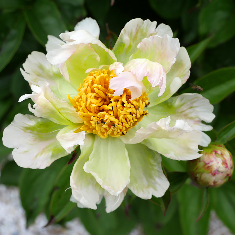 Paeonia - Peonies