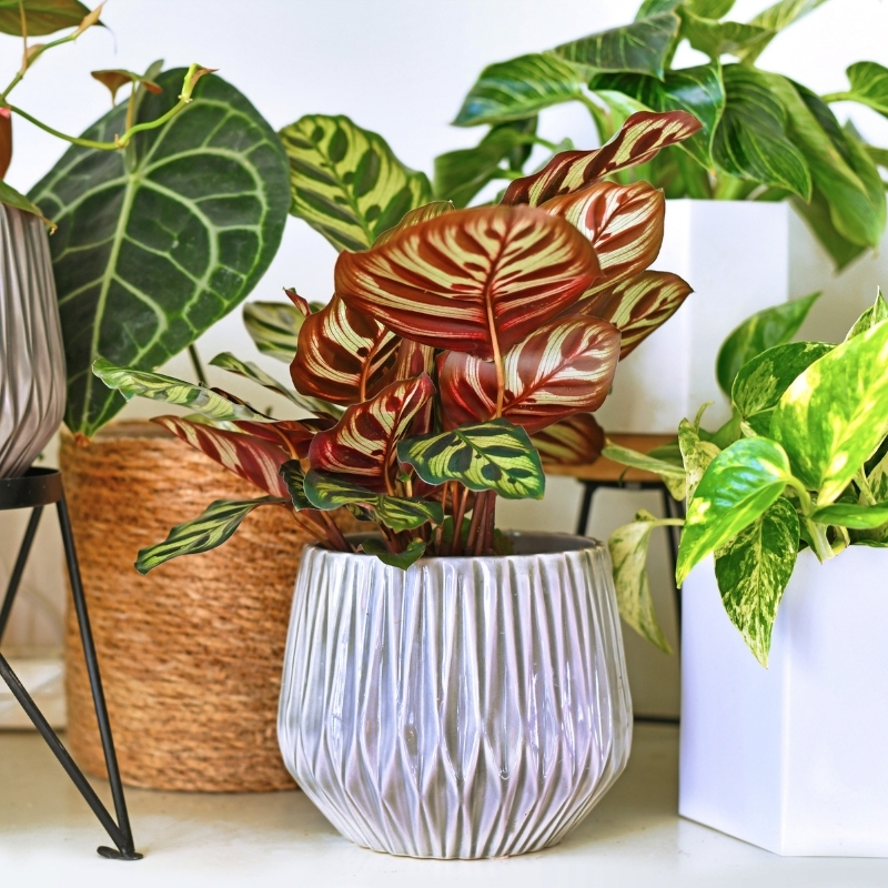 Colourful indoor plants