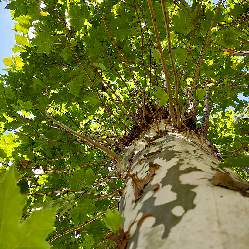 Platanus