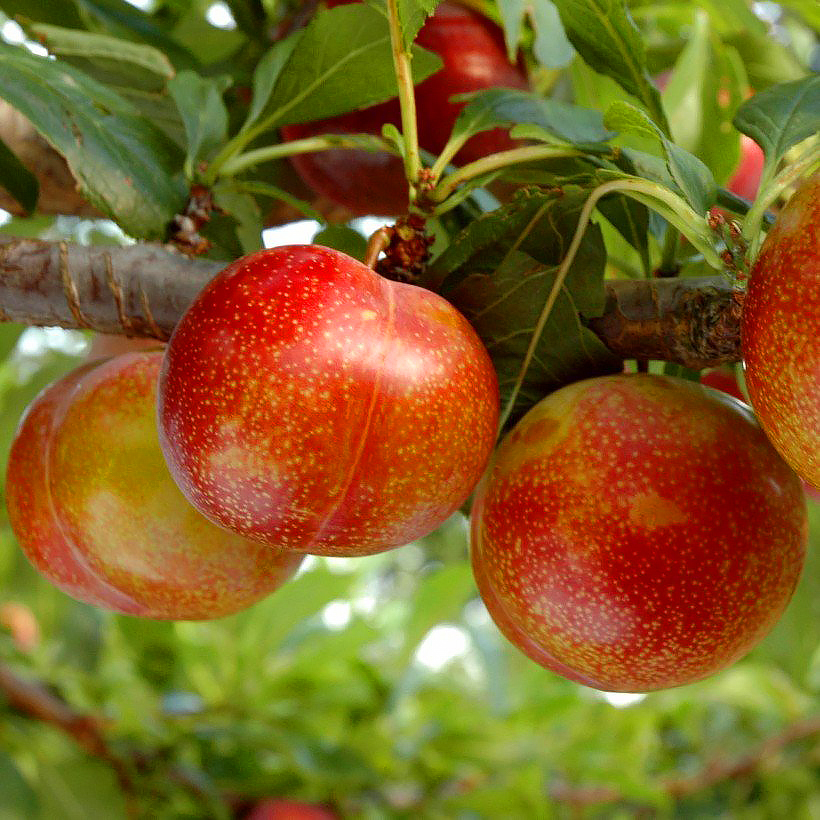 Pluot trees