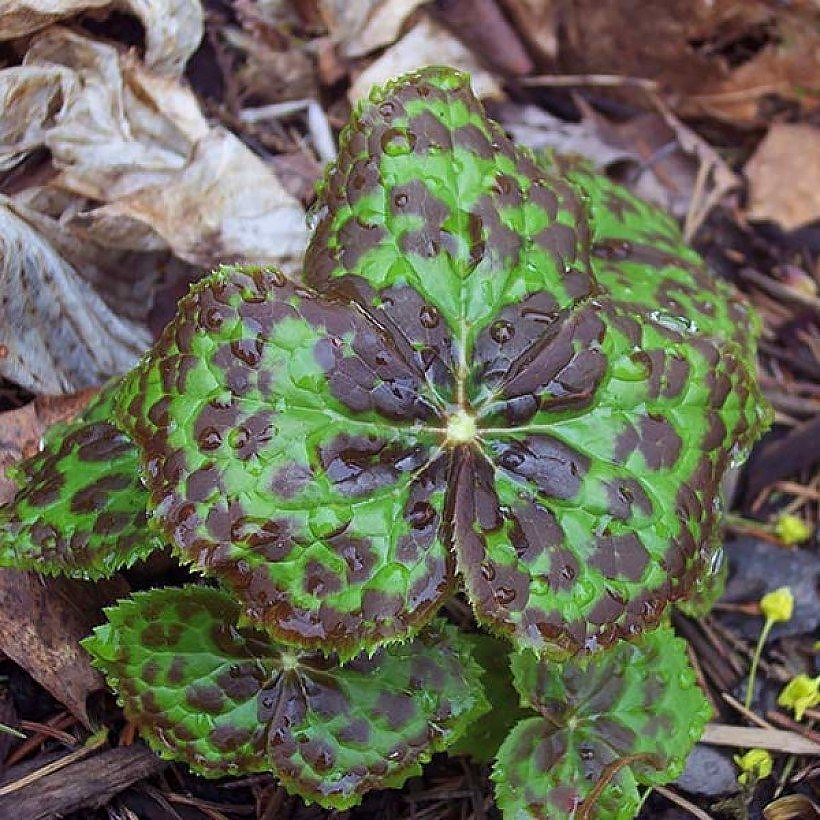 Podophyllum