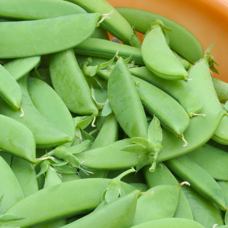 Mangetout Pea - Mangetout Pea