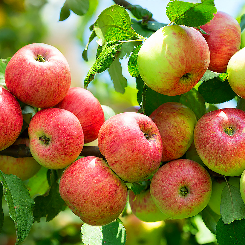 Apple trees