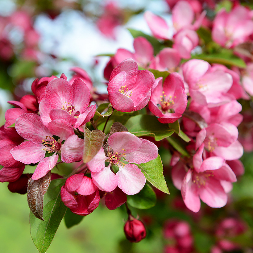 Malus - Crabapple