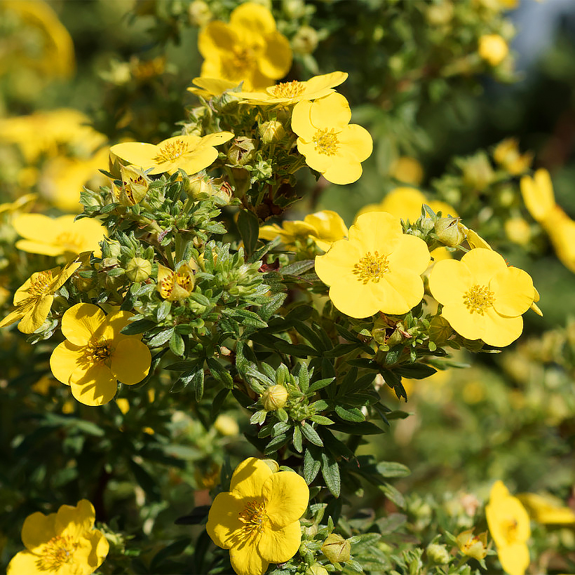 Potentilla - Cinquefoils