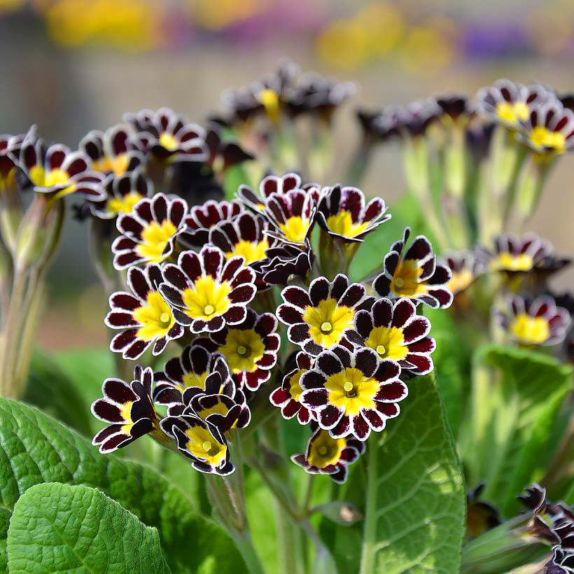 Primula - Primroses