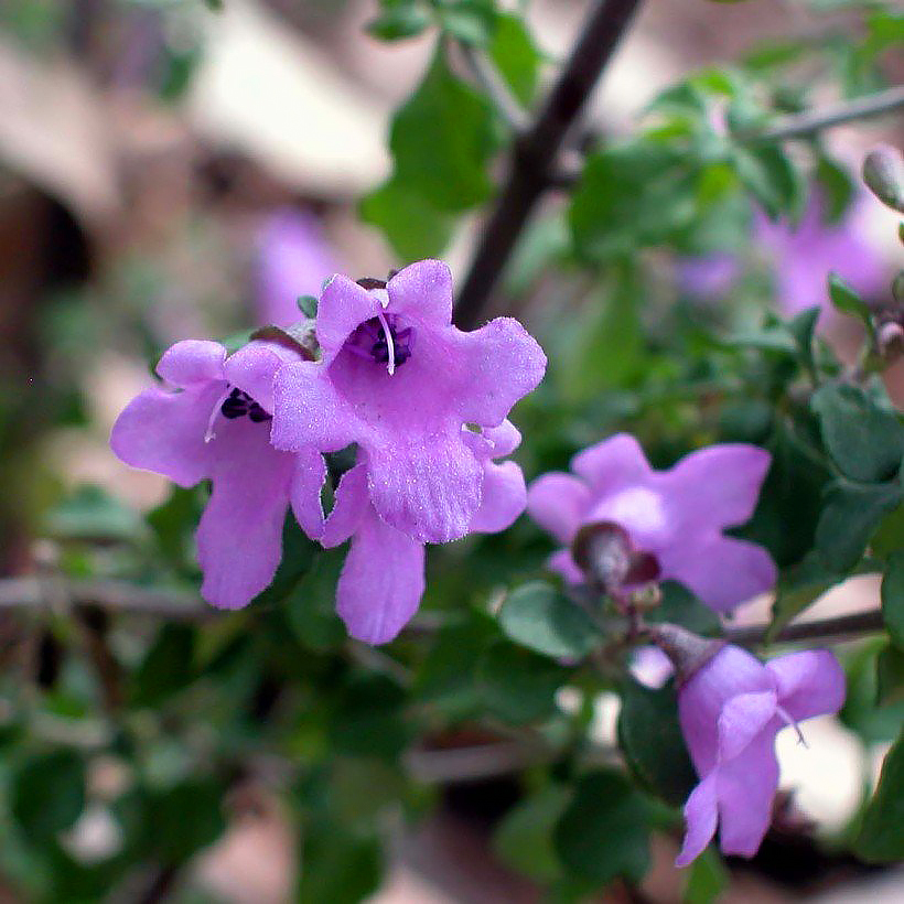 Prostanthera