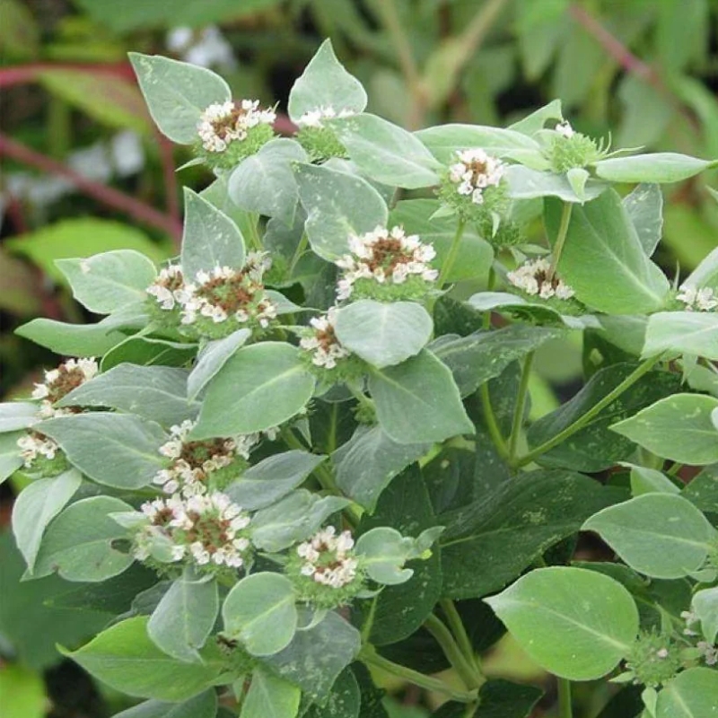 Pycnanthemum - Mountain mint