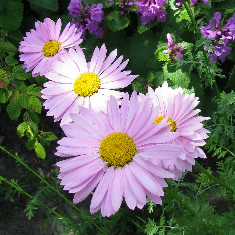 Tanacetum - Pyrethrum