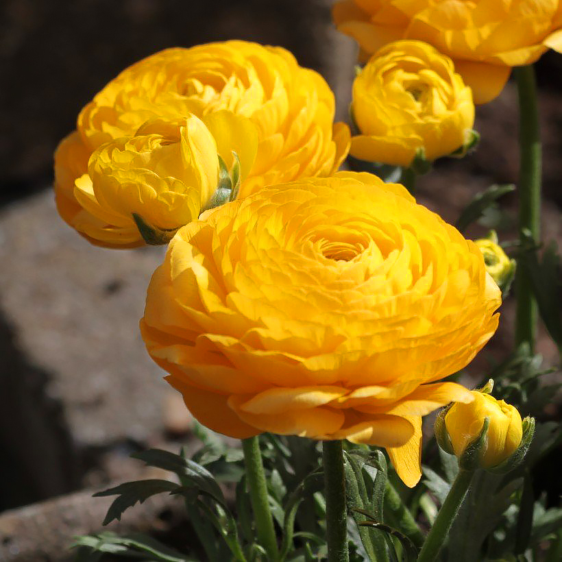 Ranunculus bulbs