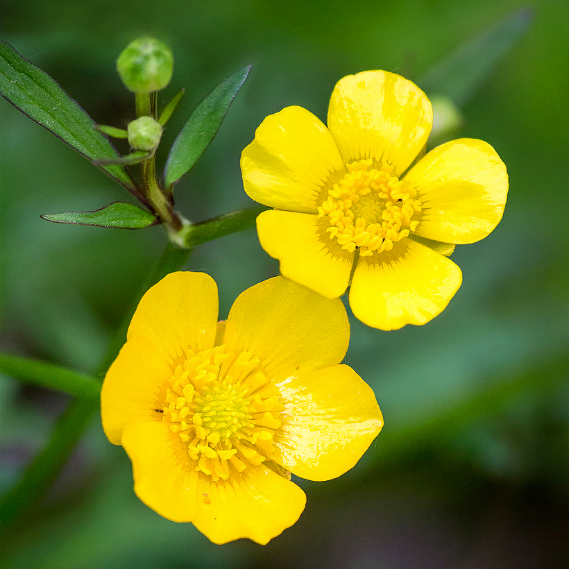 Ranunculus - Buttercup