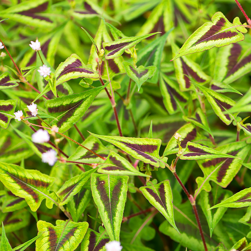 Persicaria - Knotweed