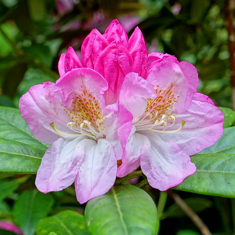 Inkarho Rhododendrons - limestone-tolerant.