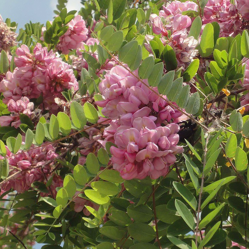 Robinia - Black Locust