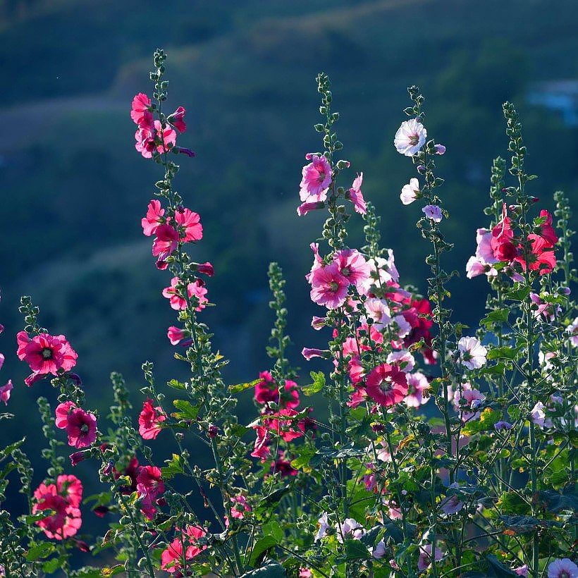 Alcea rosea - Hollyhocks